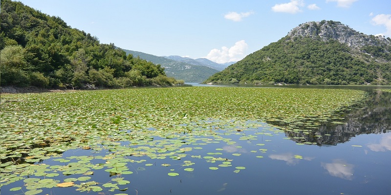 Lake Shkodër 